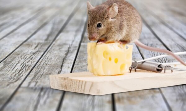 extermination-souris