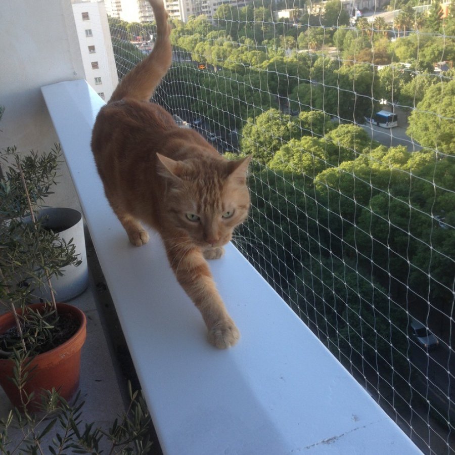 Filet protection chat Casablanca