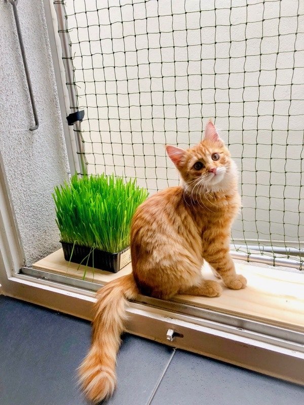 pose filet balcon chat Casablanca