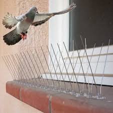 traitement fientes pigeons Rabat